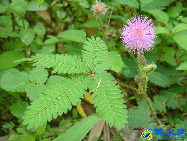 好玩不过含羞草，养好简单，但这些害处要注意！
