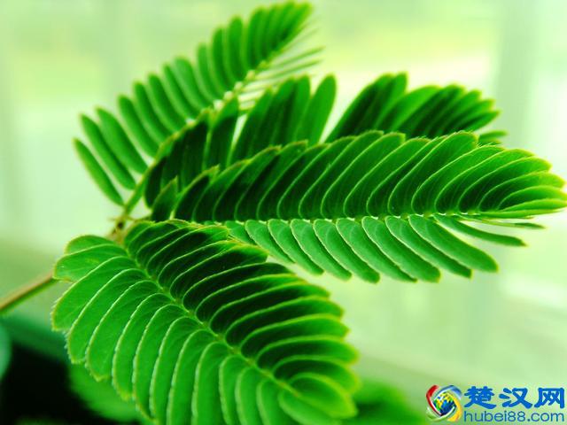 好玩不过含羞草，养好简单，但这些害处要注意！