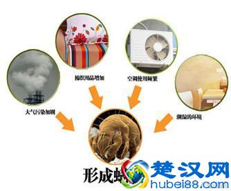 螨虫是什么 螨虫的危害 螨虫感染的症状