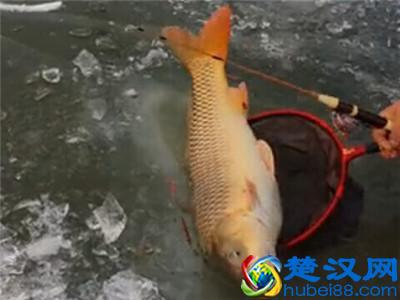 高手教你钓鲤鱼用什么饵合适！一钓一个准