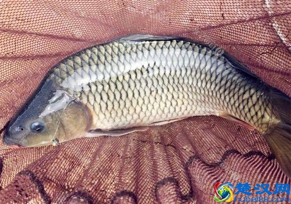 高手教你钓鲤鱼用什么饵合适！一钓一个准