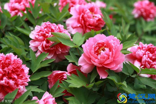 一年12个月，农村每个月都开什么花？