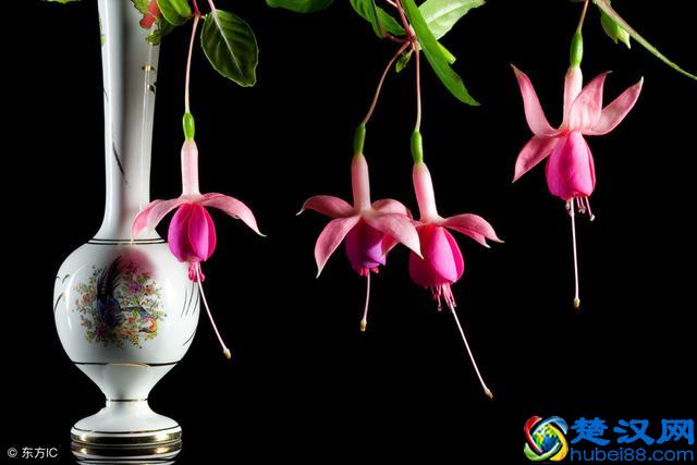 一年12个月，农村每个月都开什么花？