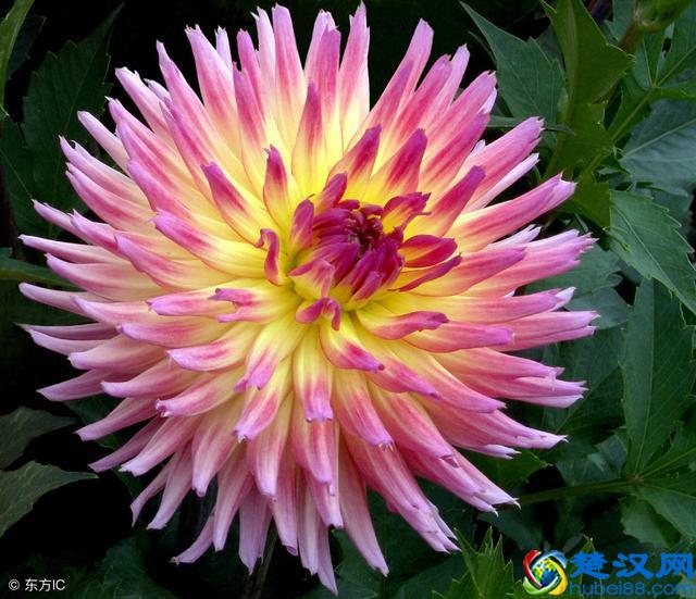 一年12个月，农村每个月都开什么花？