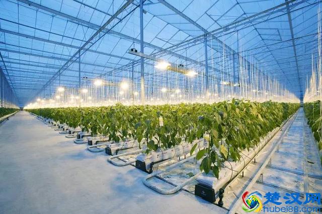 我的母校 | 瓦赫宁根大学