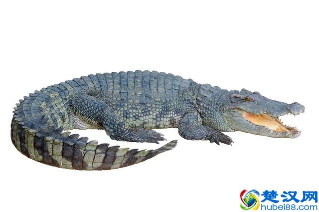 鳄鱼肉做法有几种，怎样做鳄鱼肉才好吃呢