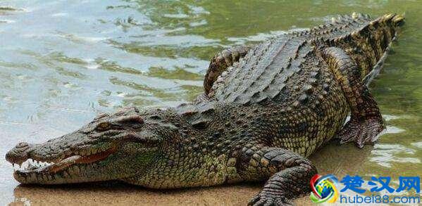 鳄鱼肉做法有几种，怎样做鳄鱼肉才好吃呢