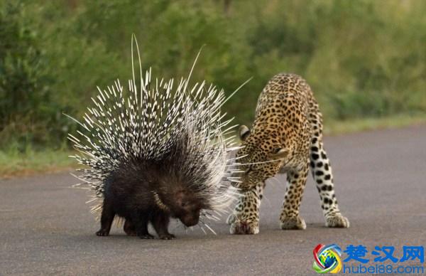 养豪猪的时候，这些基本操作非常重要！