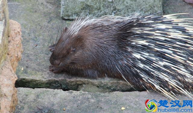 养豪猪的时候，这些基本操作非常重要！