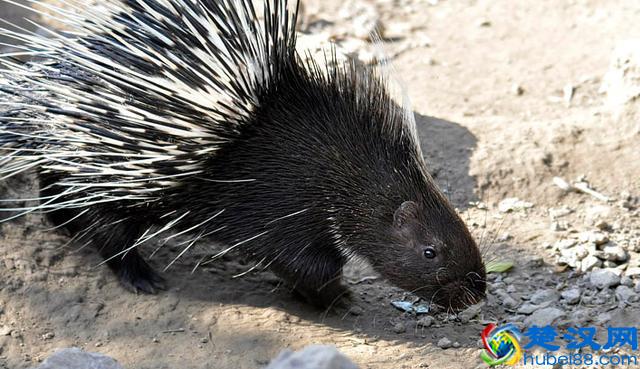 养豪猪的时候，这些基本操作非常重要！
