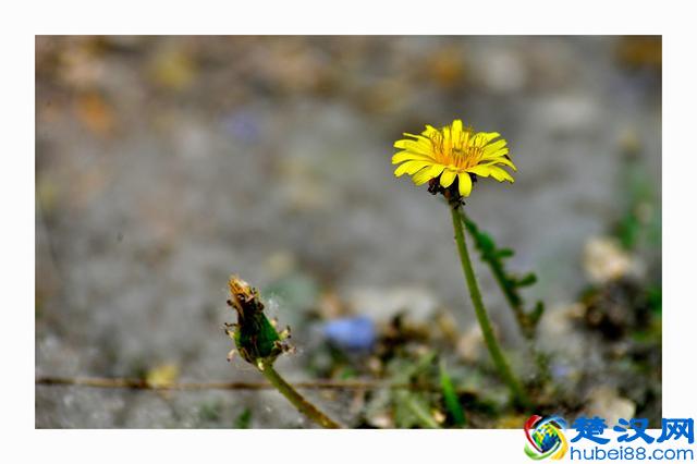 北京什刹海——后海，一个美得让你忘返的地方