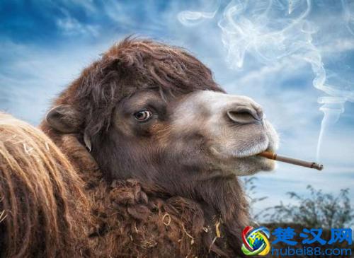 不要再盲目引流，几个技巧教你如何精准引流