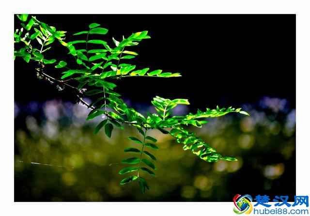 北京什刹海——后海，一个美得让你忘返的地方