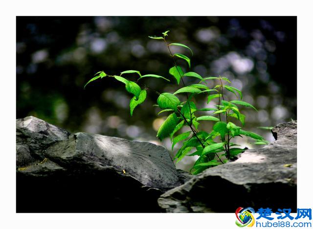 北京什刹海——后海，一个美得让你忘返的地方