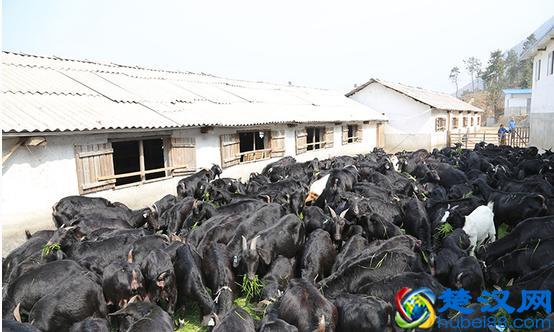 国家扶持的农村创业项目有哪些？这些可以拿去参考