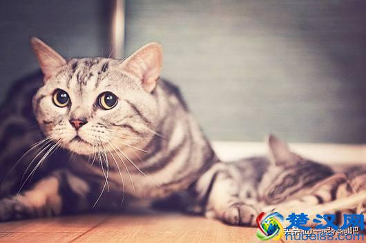 想开宠物店需要学什么？有几点一定要搞清楚