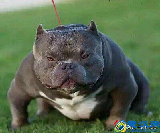 想开宠物店需要学什么？有几点一定要搞清楚