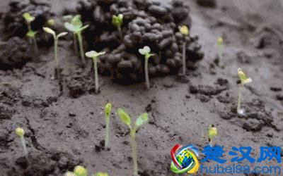 说文解字：“甲、乙、丙、丁、戊、己、庚、辛、壬、癸”