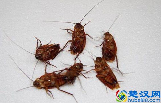 蟑螂远离最怕它，“厨房”2物地上撒一点，轻松消灭蟑螂