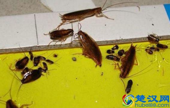 蟑螂远离最怕它，“厨房”2物地上撒一点，轻松消灭蟑螂