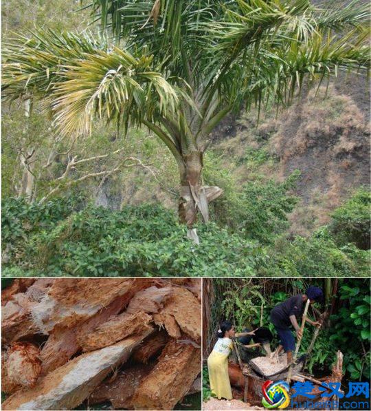 西米是什么米？你吃的西米露是西米做的吗？