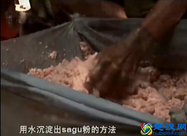 西米是什么米？你吃的西米露是西米做的吗？