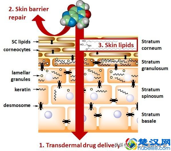 什么是皮肤屏障？皮肤屏障受损，怎么破？