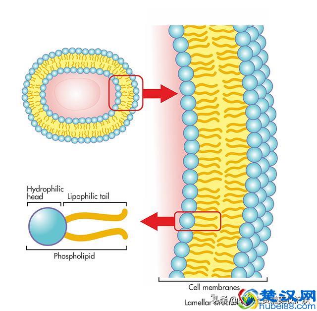 什么是皮肤屏障？皮肤屏障受损，怎么破？