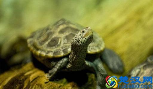 冬眠实操小技巧，让乌龟安全越冬