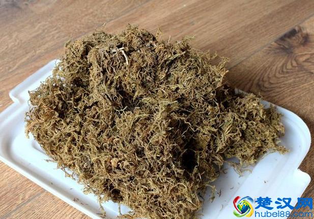 冬眠实操小技巧，让乌龟安全越冬