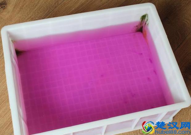 冬眠实操小技巧，让乌龟安全越冬