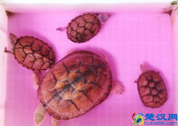 冬眠实操小技巧，让乌龟安全越冬