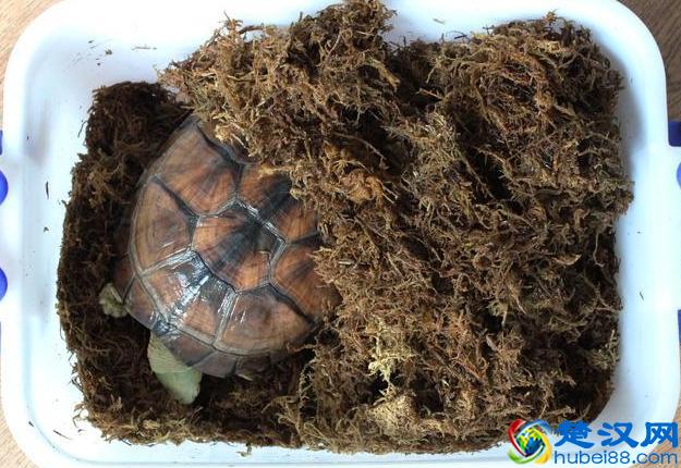冬眠实操小技巧，让乌龟安全越冬