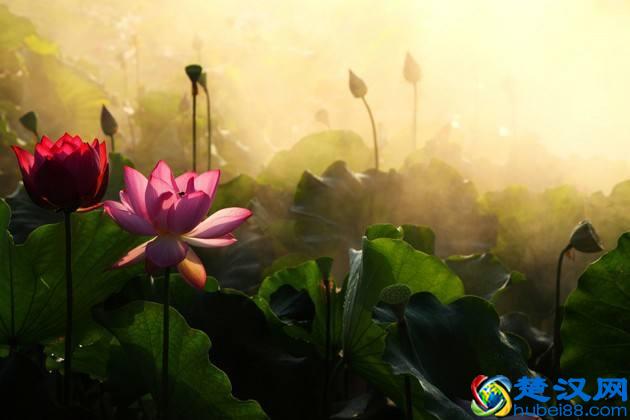 孟浩然的一首诗，告诉你什么是惬意的夏日夜晚？