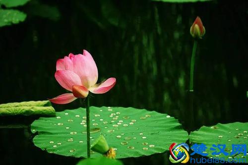 孟浩然的一首诗，告诉你什么是惬意的夏日夜晚？