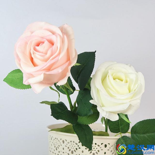 为什么代表爱情的是红玫瑰？