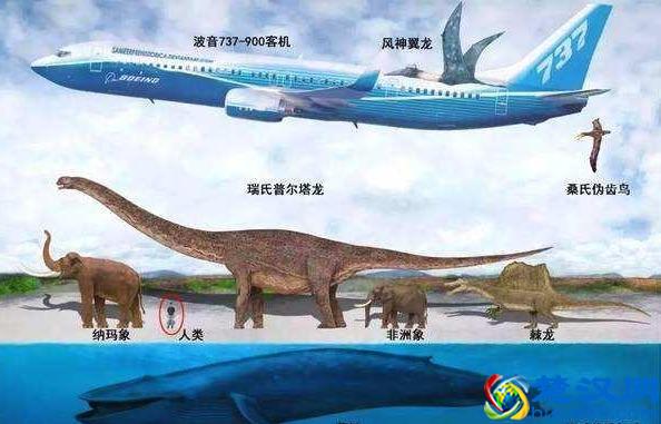 世界之最动物篇：现存最大的动物——蓝鲸。这么大的生物吃什么？