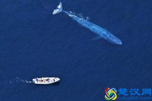 世界之最动物篇：现存最大的动物——蓝鲸。这么大的生物吃什么？