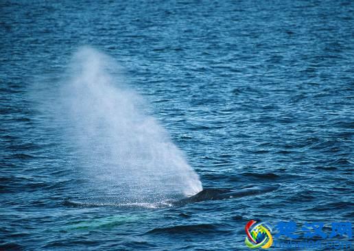 世界之最动物篇：现存最大的动物——蓝鲸。这么大的生物吃什么？