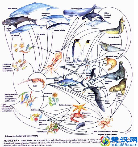 世界之最动物篇：现存最大的动物——蓝鲸。这么大的生物吃什么？