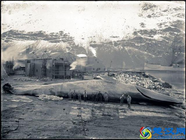 世界之最动物篇：现存最大的动物——蓝鲸。这么大的生物吃什么？