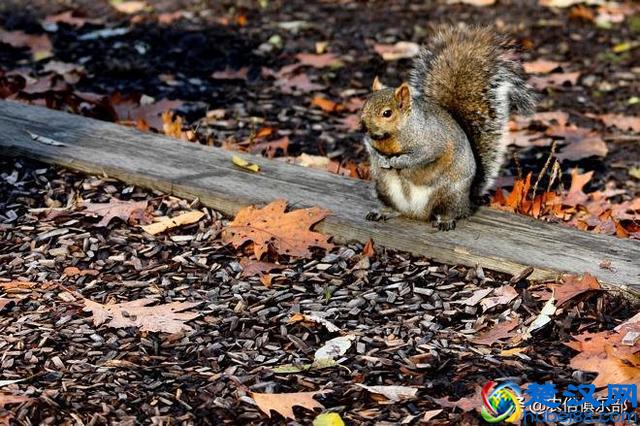 门前种上蛇怕草，毒蛇见了都会跑？农村这种植物，浑身都是倒刺