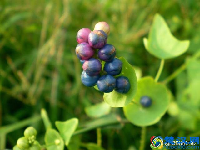门前种上蛇怕草，毒蛇见了都会跑？农村这种植物，浑身都是倒刺