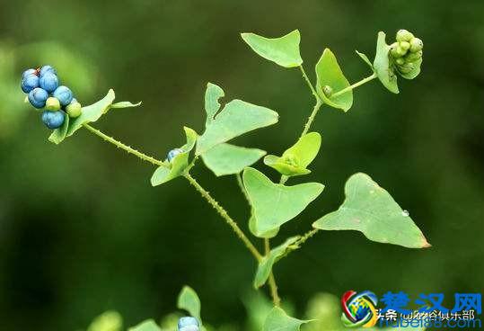 门前种上蛇怕草，毒蛇见了都会跑？农村这种植物，浑身都是倒刺