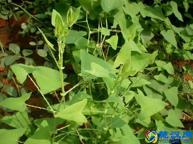 门前种上蛇怕草，毒蛇见了都会跑？农村这种植物，浑身都是倒刺