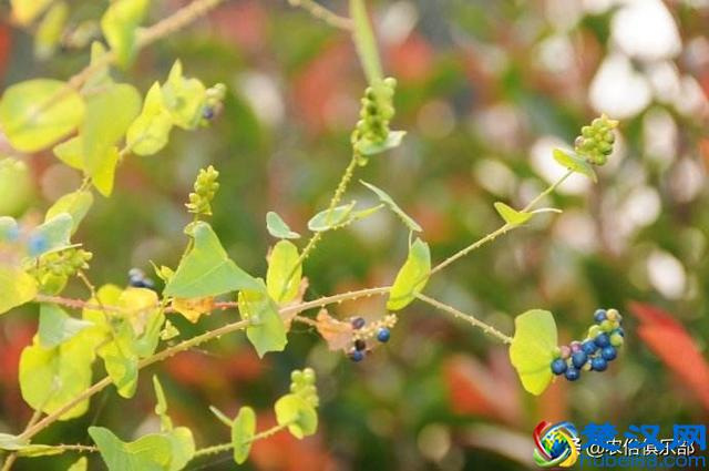 门前种上蛇怕草，毒蛇见了都会跑？农村这种植物，浑身都是倒刺