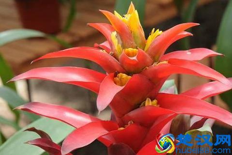 凤梨花的价格怎样？凤梨花有哪些作用？