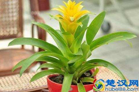 凤梨花的价格怎样？凤梨花有哪些作用？