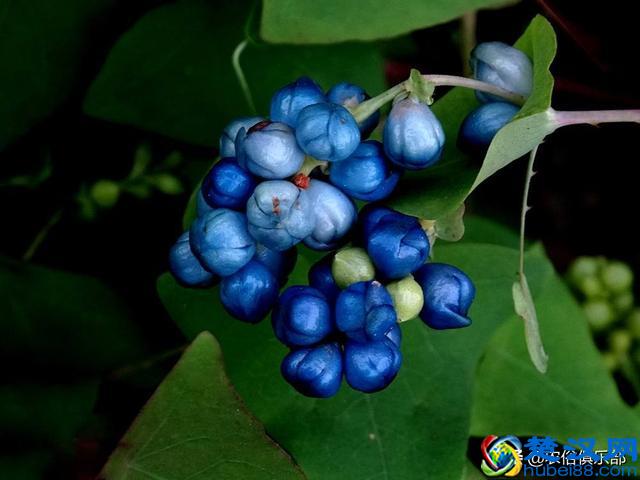 门前种上蛇怕草，毒蛇见了都会跑？农村这种植物，浑身都是倒刺