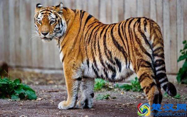 世界上高寿的老虎之一，活了20年，一场大战令它声名鹊起